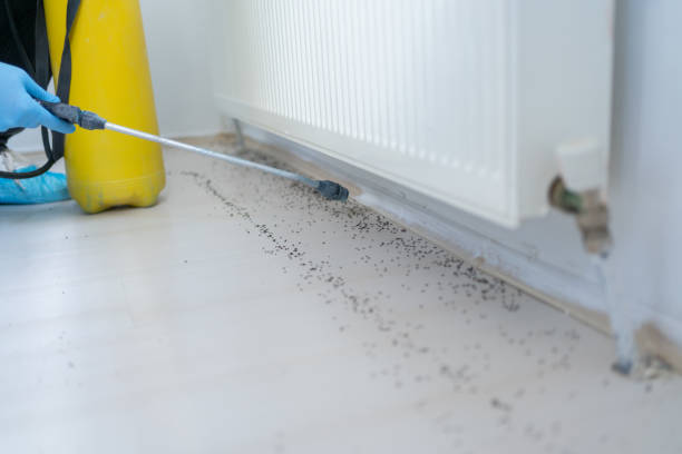 Best Wasp Removal Services  in Islamorada Village Of Islands, FL